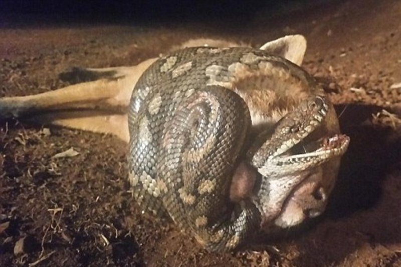 Σκληρές εικόνες! Πύθωνας στραγγάλισε αλεπού που του επιτέθηκε! (photos)