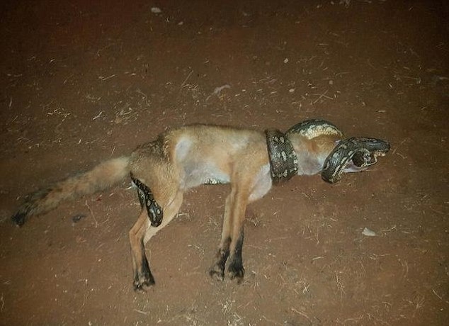 Σκληρές εικόνες! Πύθωνας στραγγάλισε αλεπού που του επιτέθηκε! (photos)