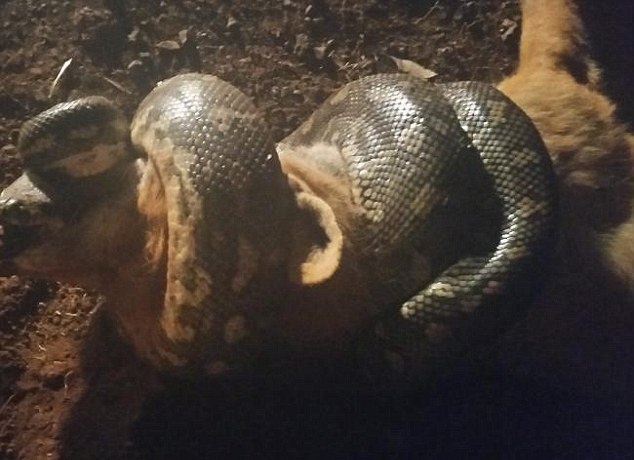 Σκληρές εικόνες! Πύθωνας στραγγάλισε αλεπού που του επιτέθηκε! (photos)