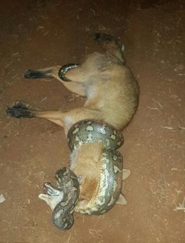 Σκληρές εικόνες! Πύθωνας στραγγάλισε αλεπού που του επιτέθηκε! (photos)