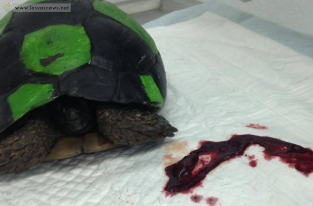 Ασυνείδητοι μετέτρεψαν χελώνα σε μπάλα ποδοσφαίρου (pics)