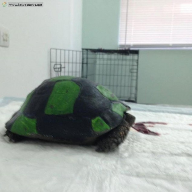 Ασυνείδητοι μετέτρεψαν χελώνα σε μπάλα ποδοσφαίρου (pics)