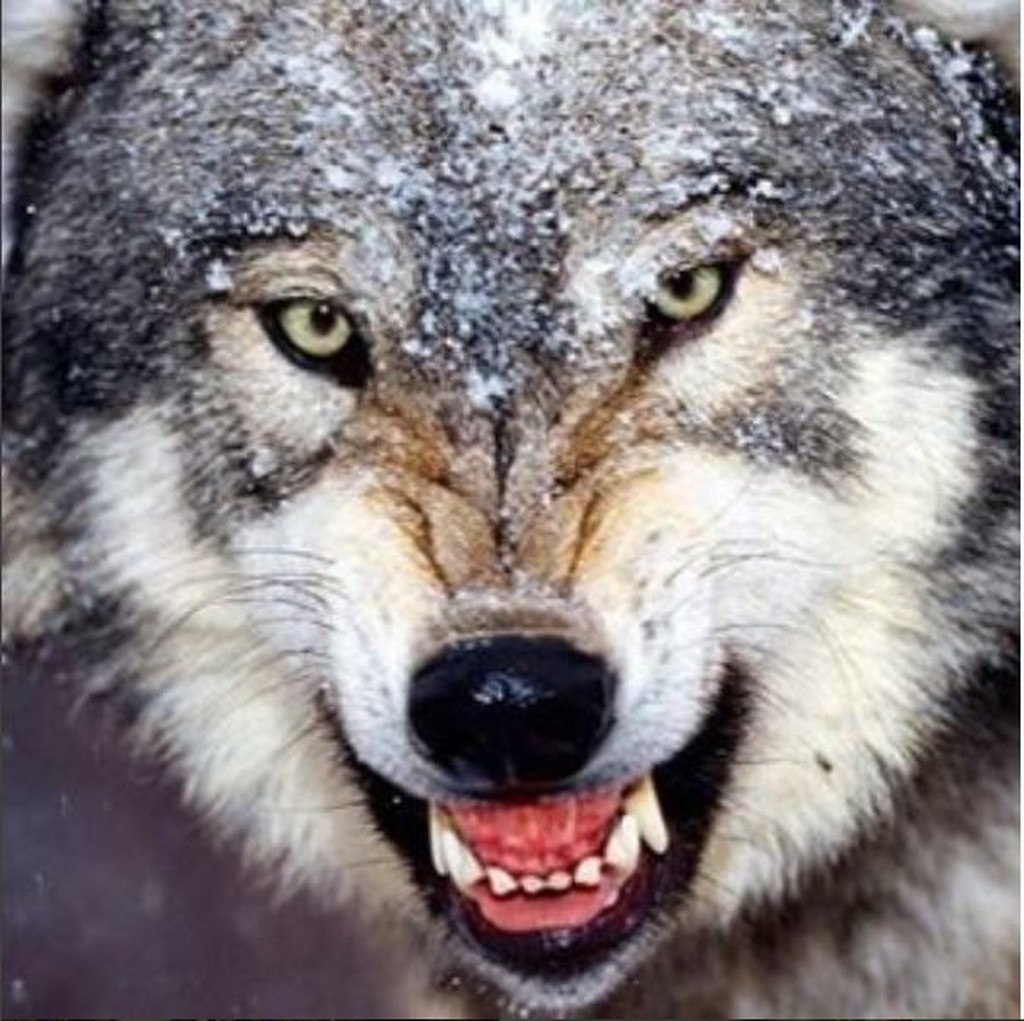 ΠΑΟΚ-ΑΕΚ: Η… απειλητική φωτογραφία του Βράνιες!