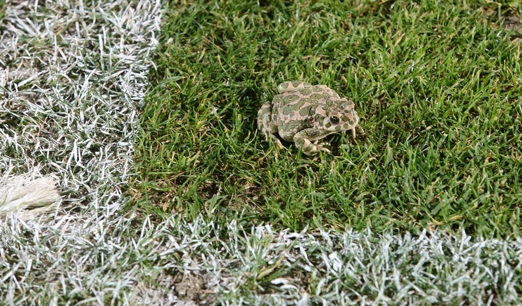 Ξάνθη-Πανιώνιος 0-1: Τη φρέναρε ο Μασούρας (photos)