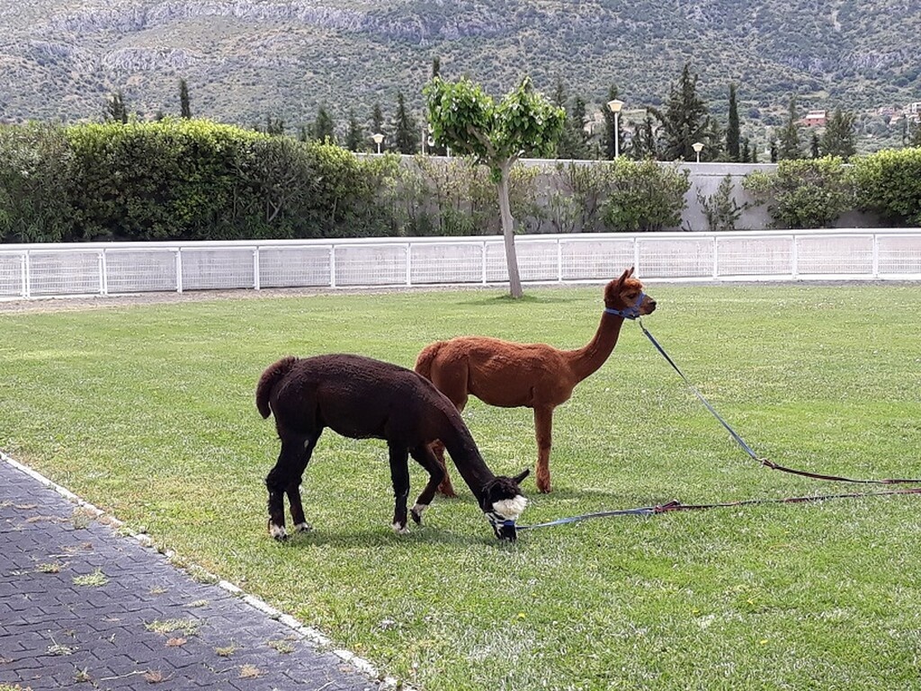 Markopoulo Park: Οκτώ συναρπαστικές ιπποδρομίες, ενισχυμένο Γκανιάν και δύο Σκορ-4