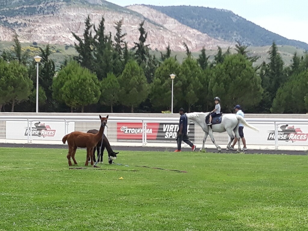 Markopoulo Park: Εντυπωσιακές κούρσες, μεγάλα κέρδη και ρεκόρ αγορών στις δημοπρασίες εξωτερικού