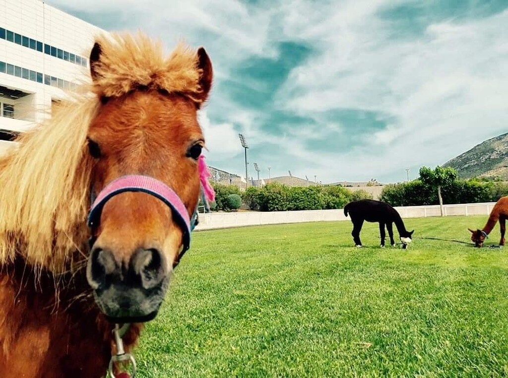 Markopoulo Park: Επτά εντυπωσιακές κούρσες, ενισχυμένο Γκανιάν και εκπλήξεις για όλη την οικογένεια