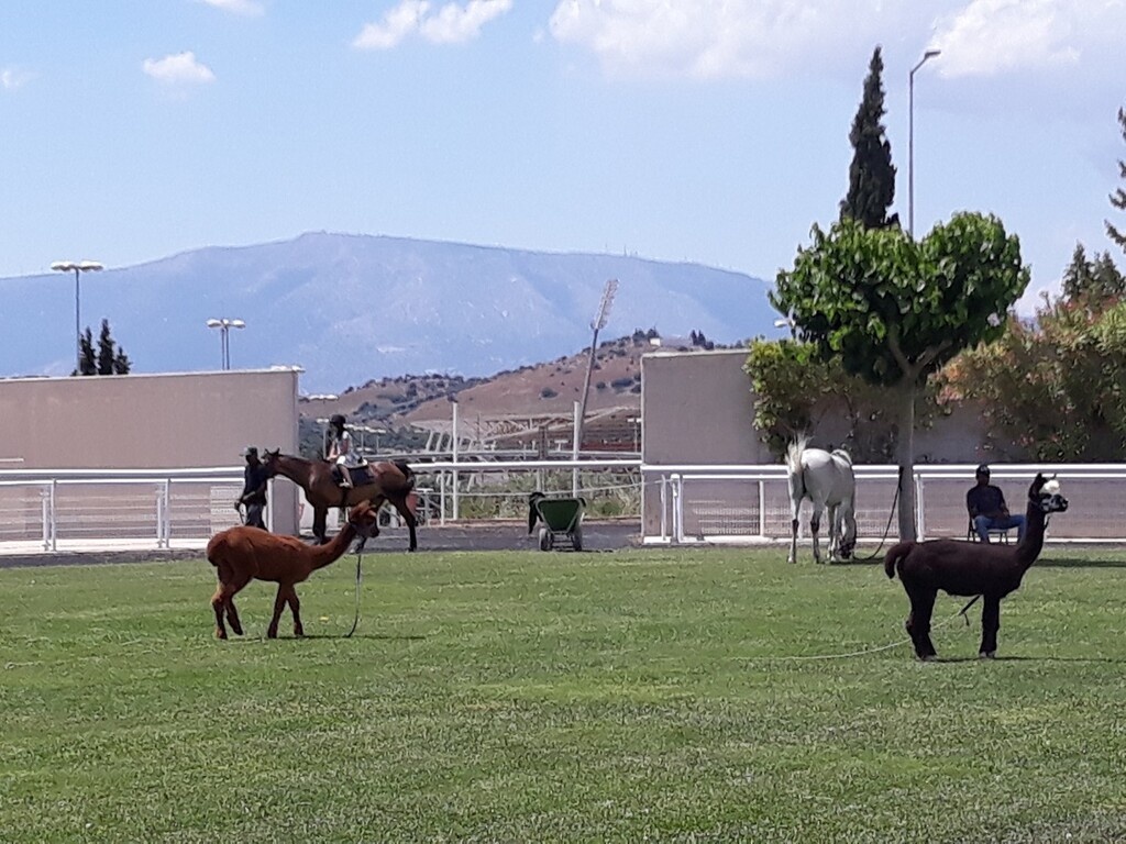 Markopoulo Park: Μοναδικό θέαμα με εντυπωσιακά photo finish