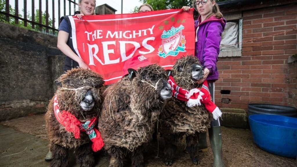 Τα… ζώα, οπαδοί της Λίβερπουλ (video+photo)