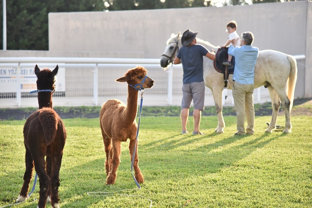 Τα παιδιά θα δουν τα εντυπωσιακά alpaca, θα κάνουν βόλτες με πόνυ και θα απολαύσουν το παγωτό τους