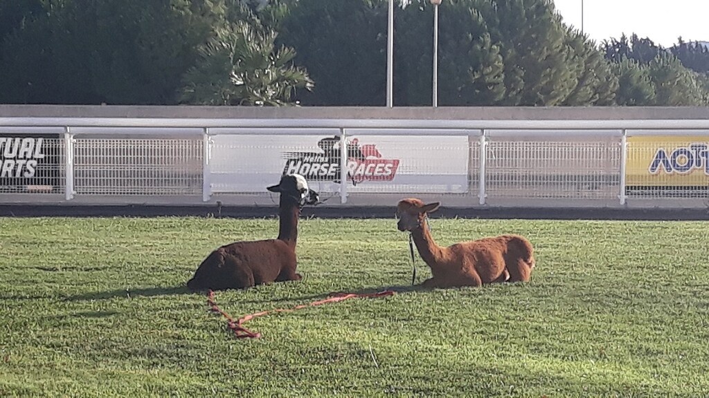 Πόνυ και alpaca περιμένουν τους μικρούς επισκέπτες