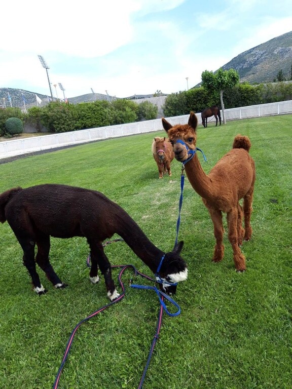 Markopoulo Park: Οκτώ δυνατές κούρσες και τζακ ποτ στο Σκορ 6