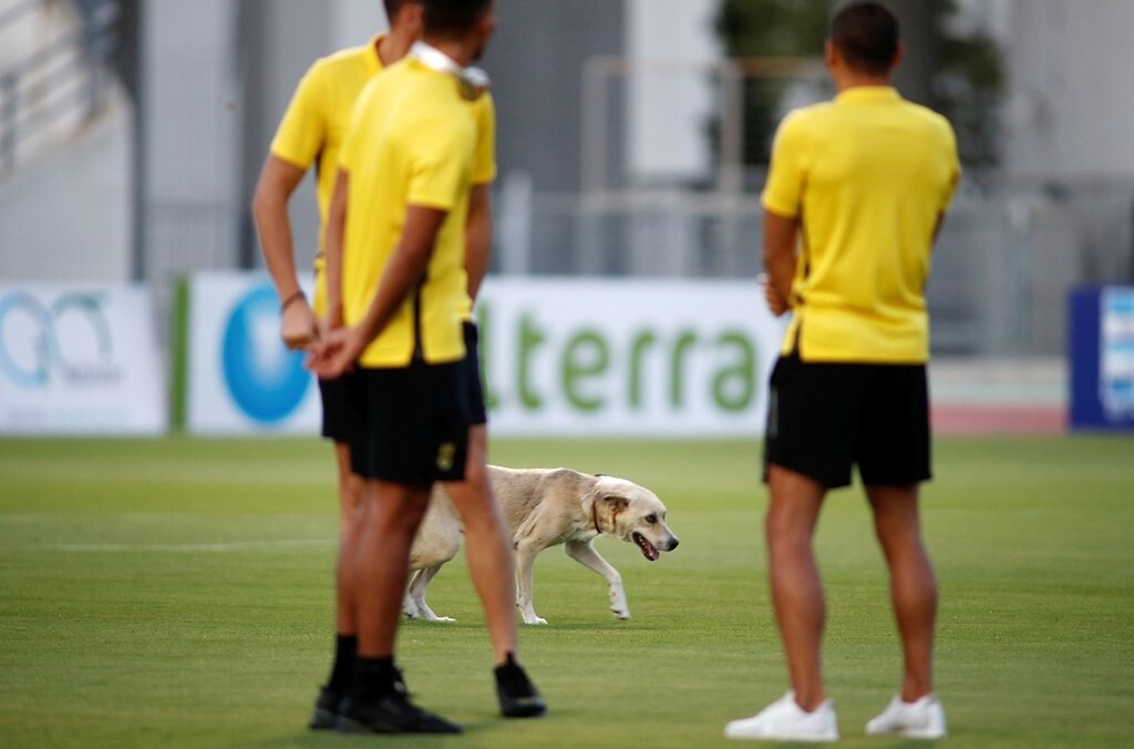Βόλος-Άρης: Προθέρμανση με… τετράποδη εισβολή (photos)