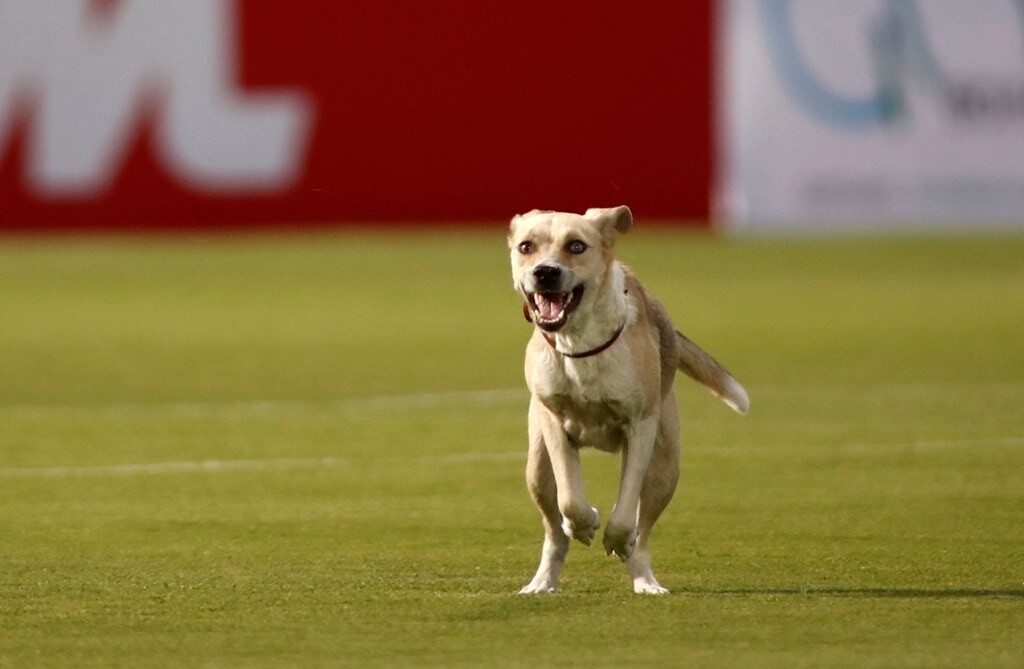 Βόλος-Άρης: Προθέρμανση με… τετράποδη εισβολή (photos)