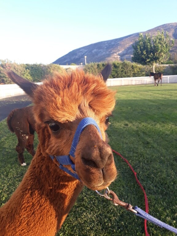 Τα παιδιά θα διασκεδάσουν με τα alpaca και τα πόνυ