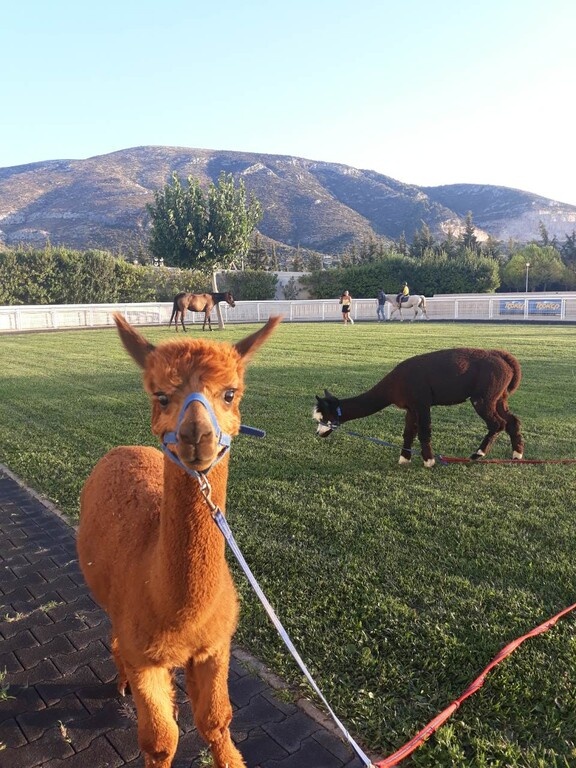 Τα alpaca και τα πόνυ περιμένουν τα παιδιά
