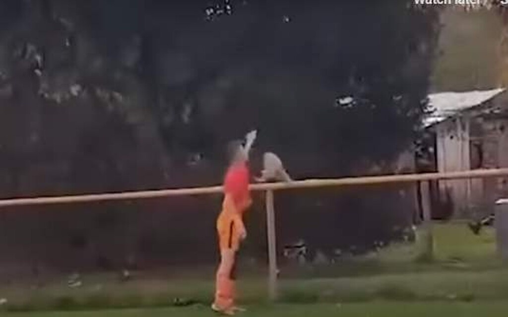 Σάλος σε ποδοσφαιρικό ματς: Παίκτης σκότωσε κότα την ώρα του αγώνα! (σκληρές εικόνες)