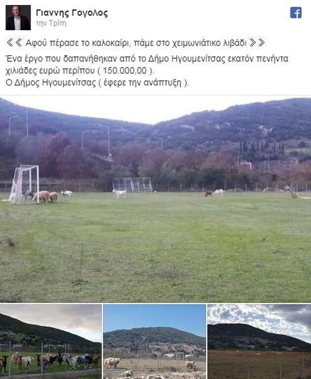 Επικό: Κοπάδι αιγοπροβάτων στην Ηγουμενίτσα έφαγε χλοοτάπητα!