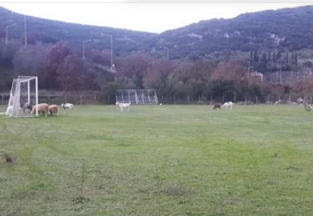 Επικό: Κοπάδι αιγοπροβάτων στην Ηγουμενίτσα έφαγε χλοοτάπητα!