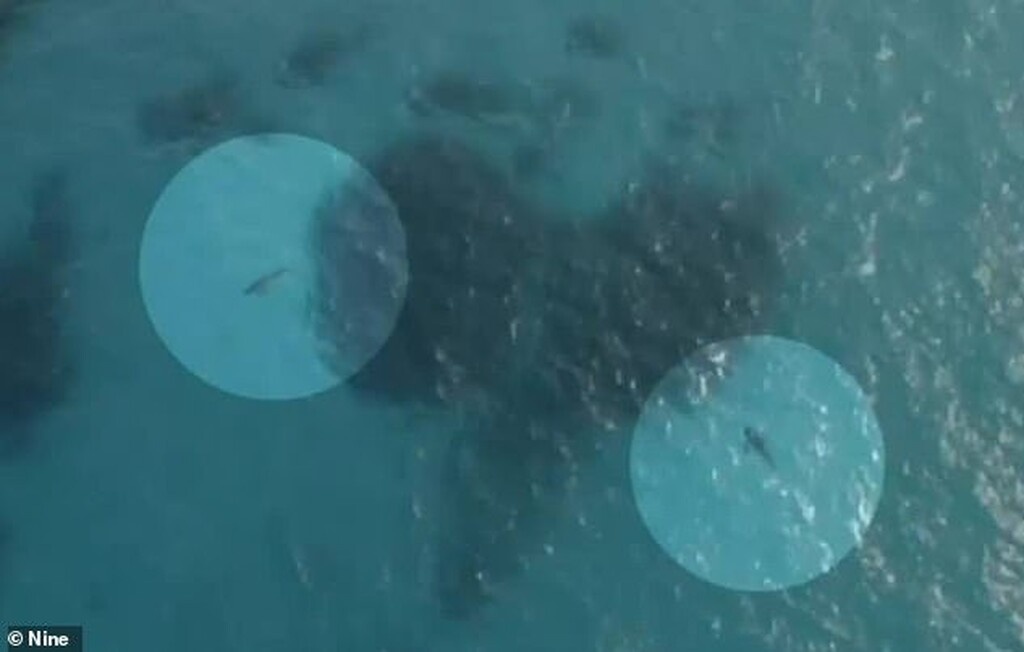 ΣΟΚ: Καρχαρίες κατασπάραξαν νεαρό ποδοσφαιριστή (photos)