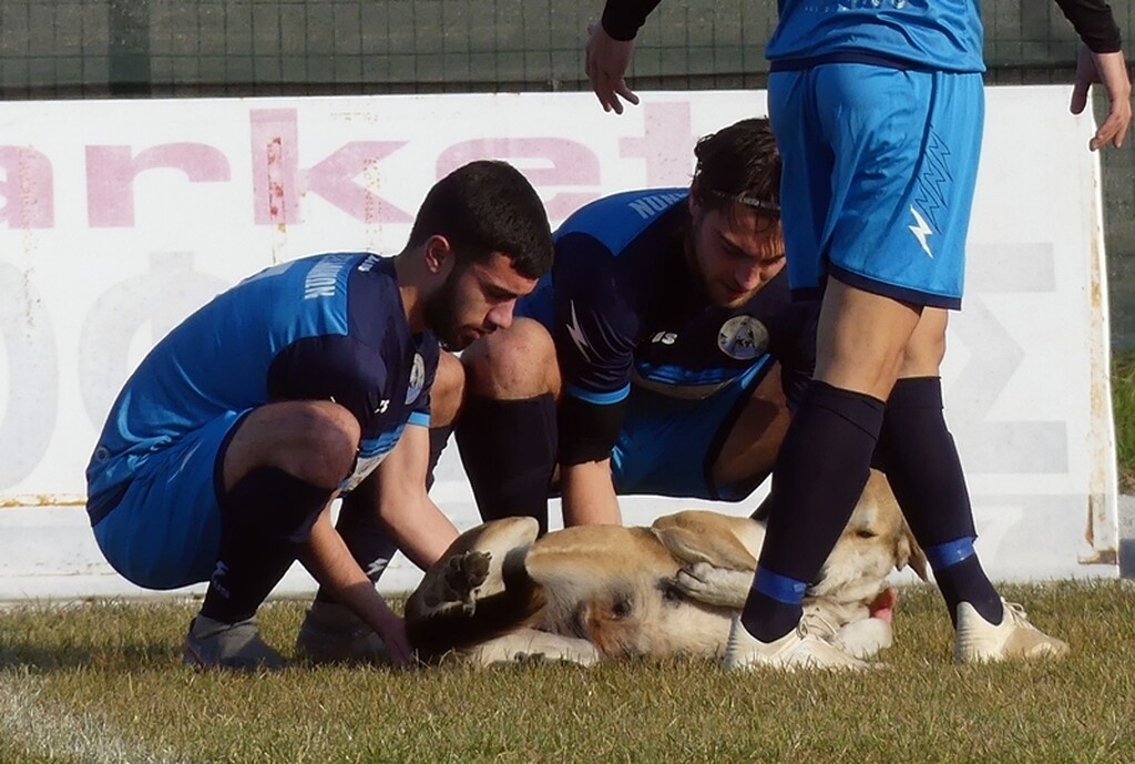 Αρχικά, οι Τσάγκας και Καστεγιάννος επιχείρησαν να απομακρύνουν τη σκυλίτσα…χωρίς επιτυχία.