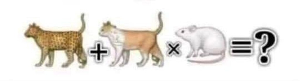 Εδώ είναι το ερώτημα. Μπορείς να βρεις τη λύση; Χρειάζεται να παρατηρήσεις πολύ καλά πόσες γάτες, πόσες λεοπαρδάλεις αλλά και ποντίκια είναι στην τελευταία  σειρά...