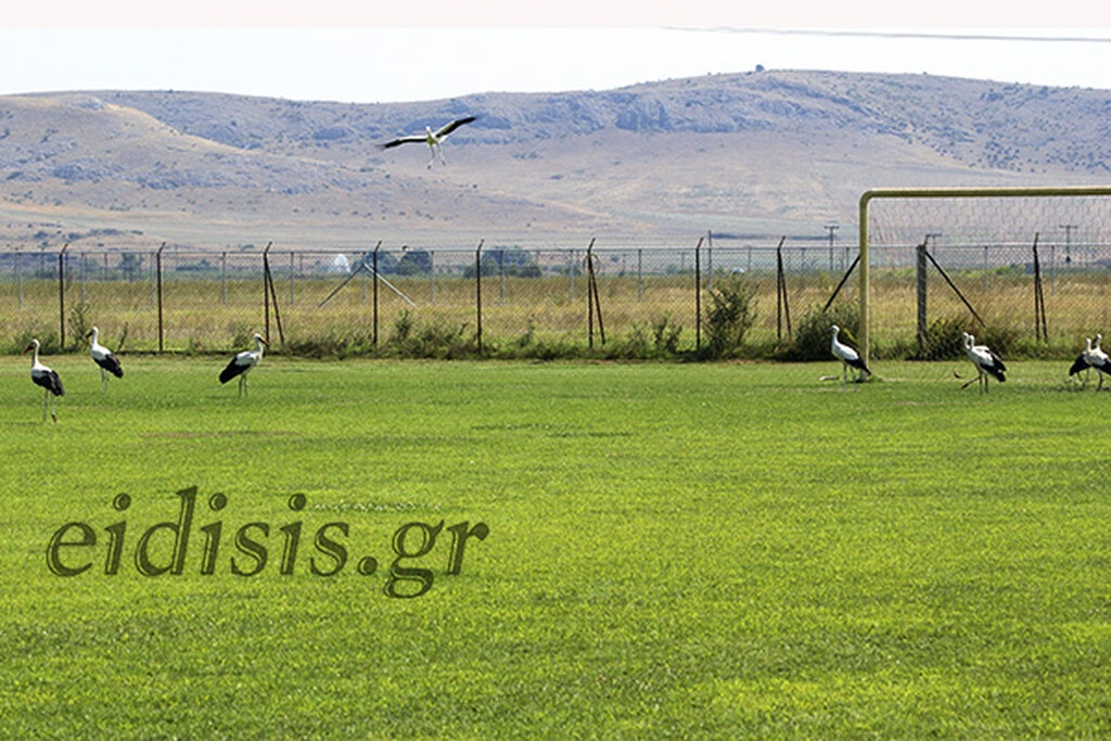 Ελληνικό γήπεδο έγινε… καταφύγιο για πελαργούς (photos+video)