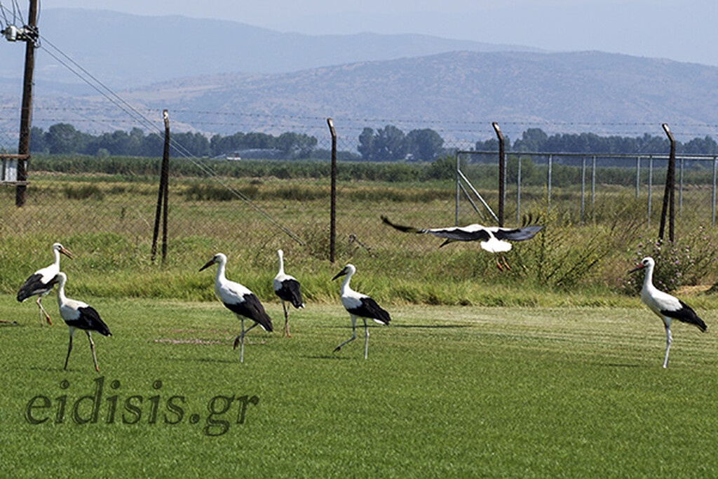 Ελληνικό γήπεδο έγινε… καταφύγιο για πελαργούς (photos+video)