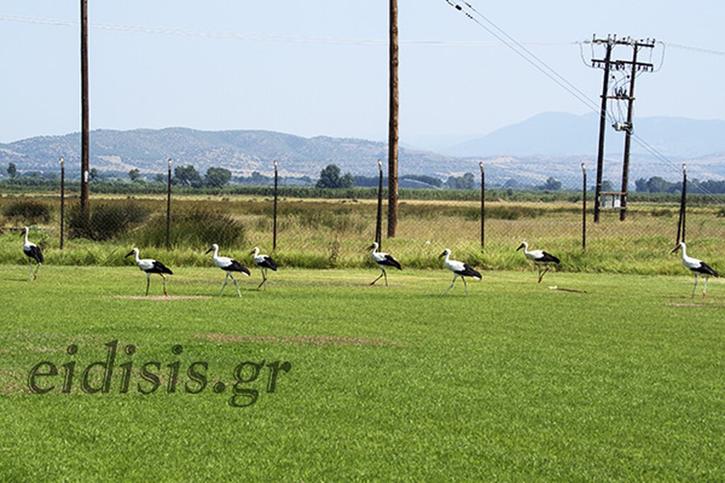 Ελληνικό γήπεδο έγινε… καταφύγιο για πελαργούς (photos+video)
