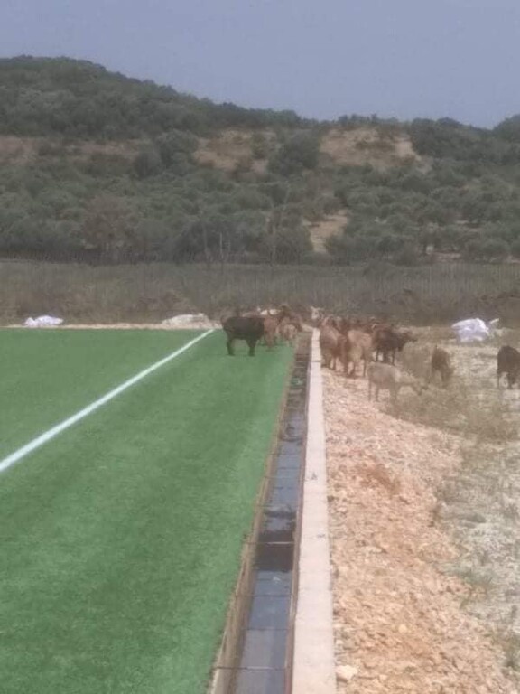 Απίστευτο κι όμως ελληνικό! Σε γήπεδο που κόστισε 500.000 ευρώ βόσκουν… γίδια (photos)