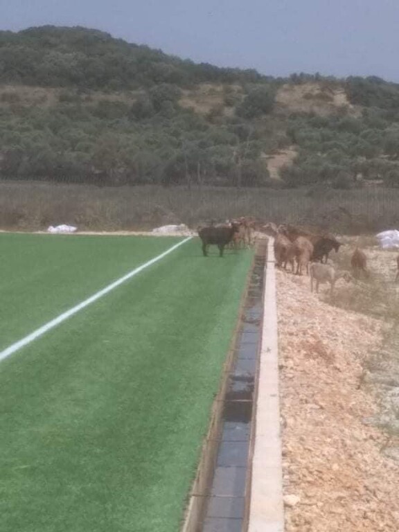 Απίστευτο κι όμως ελληνικό! Σε γήπεδο που κόστισε 500.000 ευρώ βόσκουν… γίδια (photos)