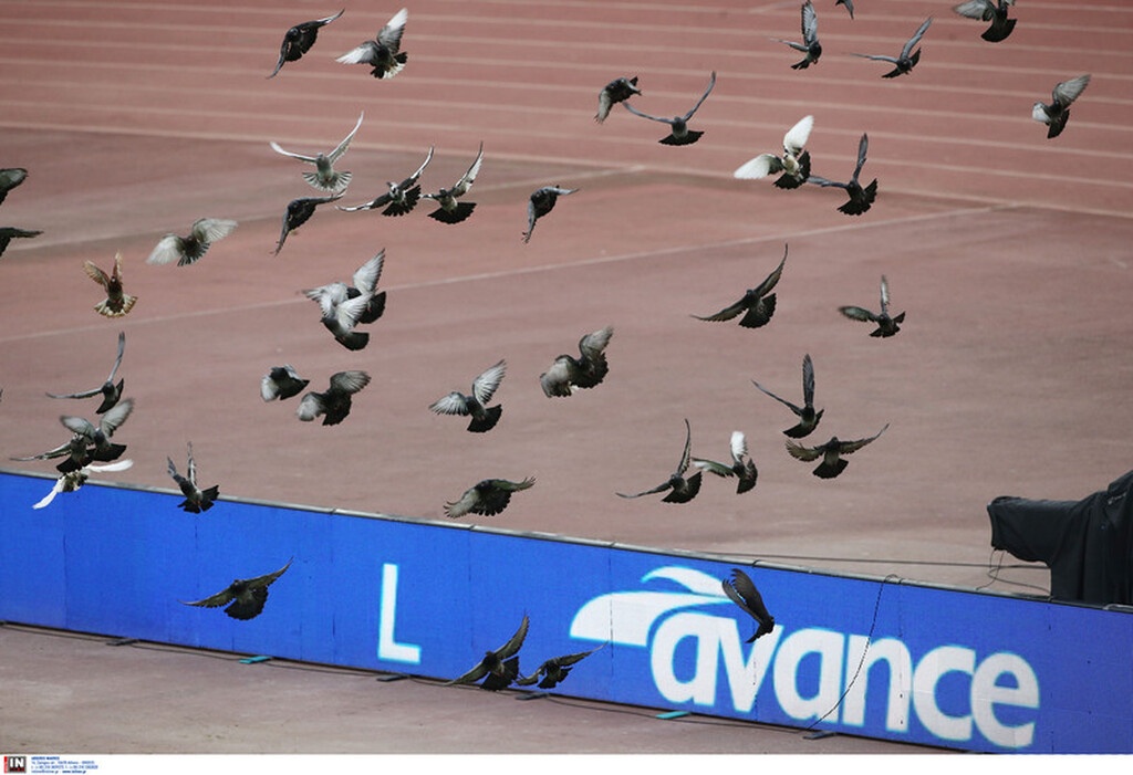 Παναθηναϊκός-Παναιτωλικός: Έστησαν πάρτι στο ΟΑΚΑ τα περιστέρια! (video+photos)