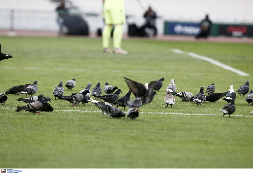 Παναθηναϊκός-Παναιτωλικός: Έστησαν πάρτι στο ΟΑΚΑ τα περιστέρια! (video+photos)