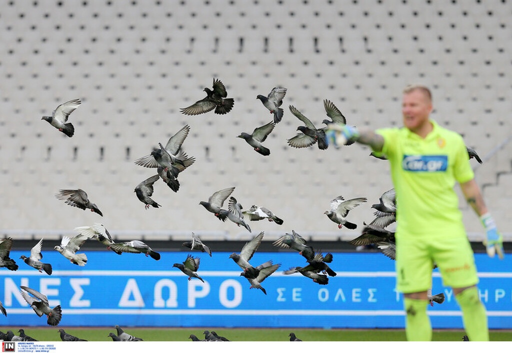 Παναθηναϊκός-Παναιτωλικός: Έστησαν πάρτι στο ΟΑΚΑ τα περιστέρια! (video+photos)