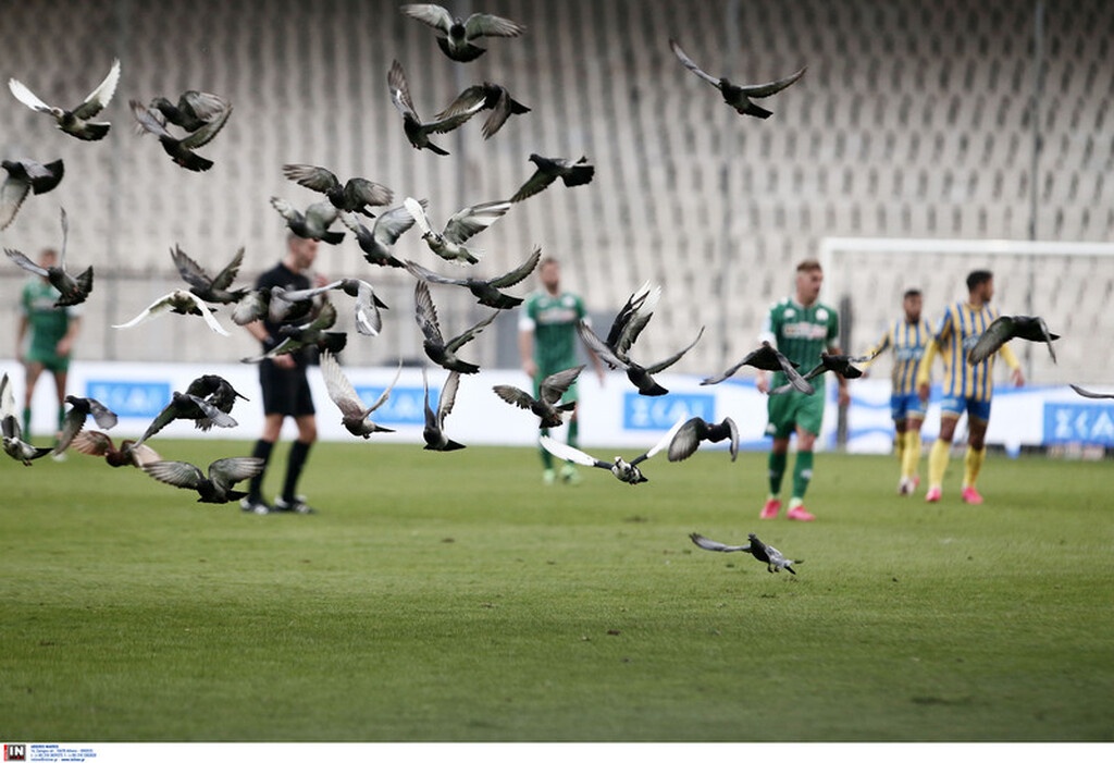 Παναθηναϊκός-Παναιτωλικός: Έστησαν πάρτι στο ΟΑΚΑ τα περιστέρια! (video+photos)