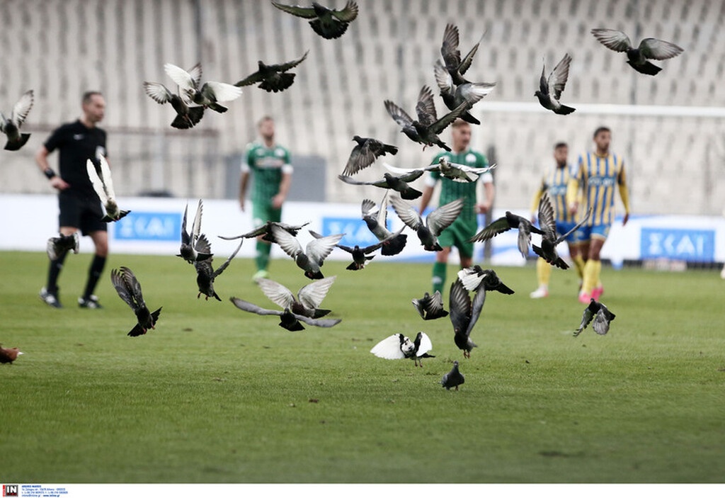 Παναθηναϊκός-Παναιτωλικός: Έστησαν πάρτι στο ΟΑΚΑ τα περιστέρια! (video+photos)