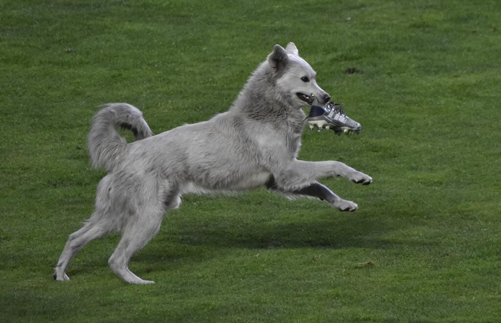 Απίστευτη διακοπή σε αγώνα: Σκύλος έκλεψε παπούτσι (video+photos)