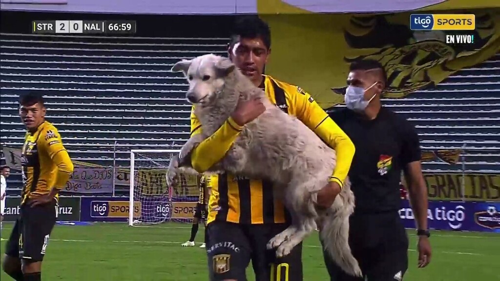 Απίστευτη διακοπή σε αγώνα: Σκύλος έκλεψε παπούτσι (video+photos)