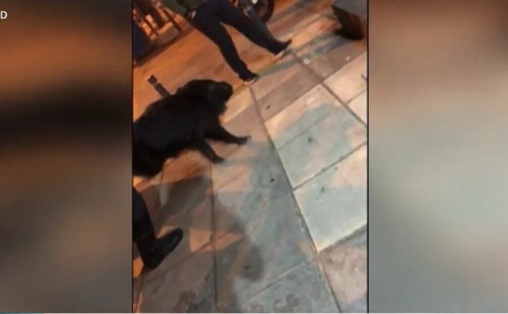 Αγριογούρουνο έκανε… βόλτα στην Τούμπα (video)