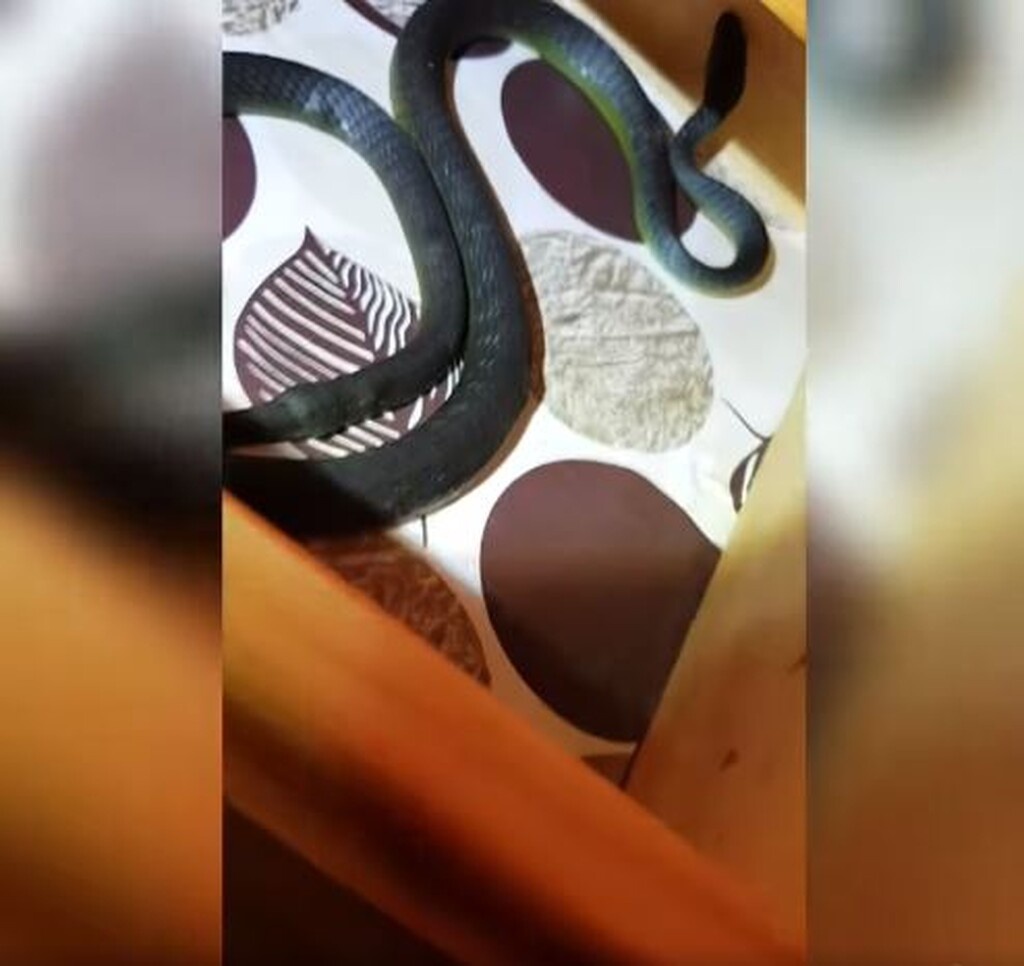 Πήγε να ξαπλώσει και άκουσε θόρυβο στο κομοδίνο - «Πάγωσε» μόλις είδε τι ήταν (photos+video)