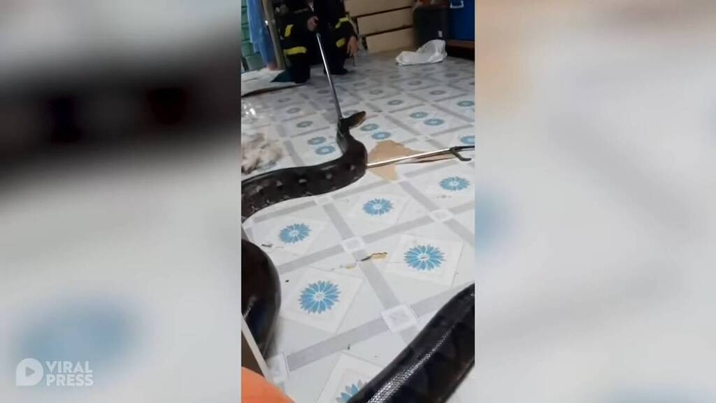 Τρόμος στο σαλόνι για οικογένεια - Δεν πίστευαν αυτό που είδαν κάτω από την ντουλάπα