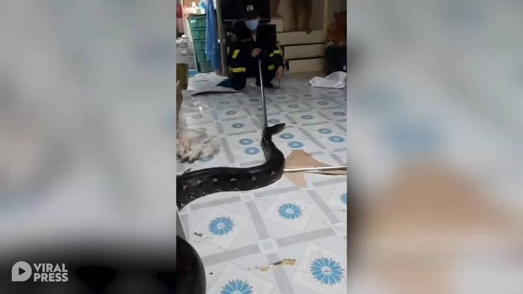 Τρόμος στο σαλόνι για οικογένεια - Δεν πίστευαν αυτό που είδαν κάτω από την ντουλάπα