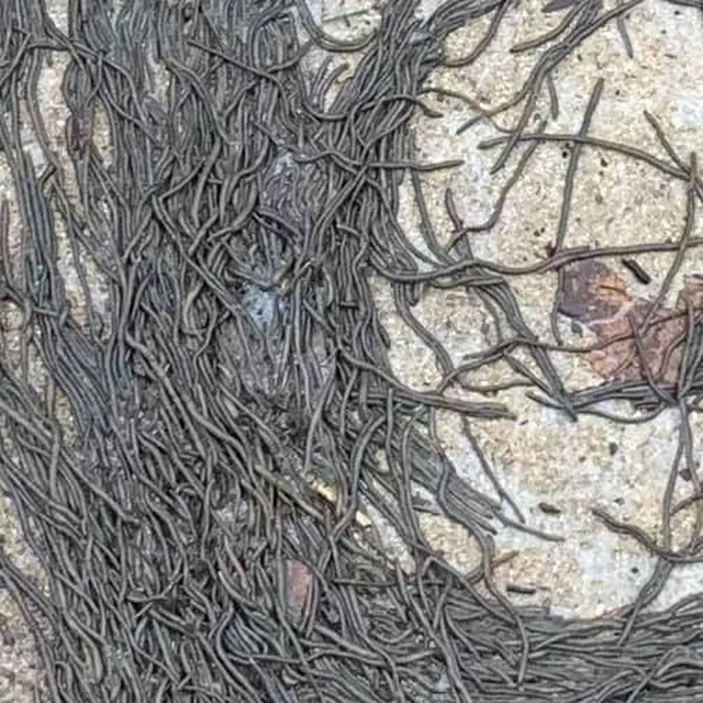 Το είδαν και... τα έχασαν: Το αποτρόπαιο θέαμα που κόβει την ανάσα - Ανεμοστρόβιλος... σκουληκιών