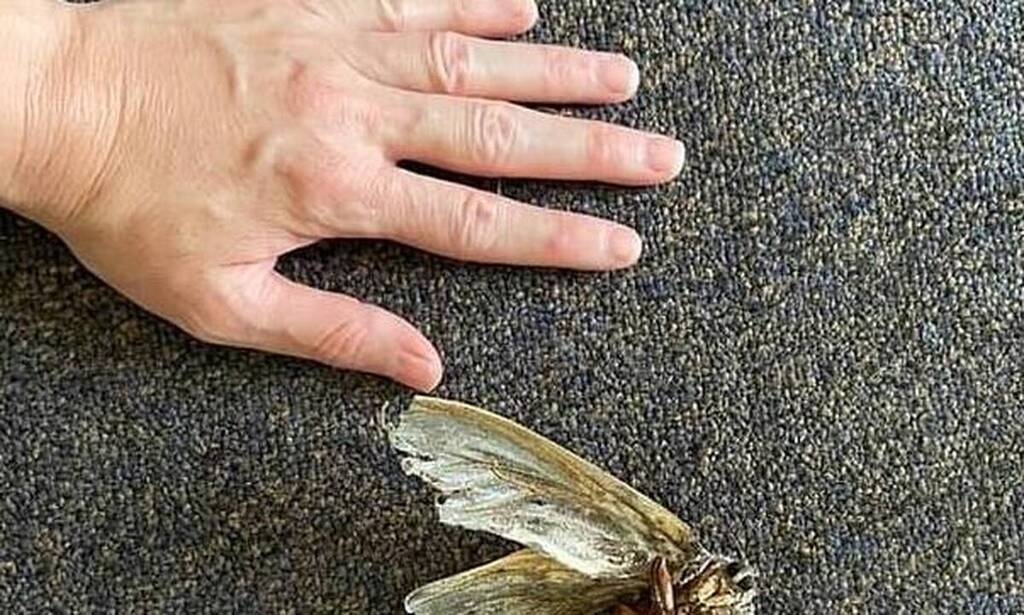Καθάριζε το σπίτι και «πάγωσε» με αυτό βρήκε (photos)