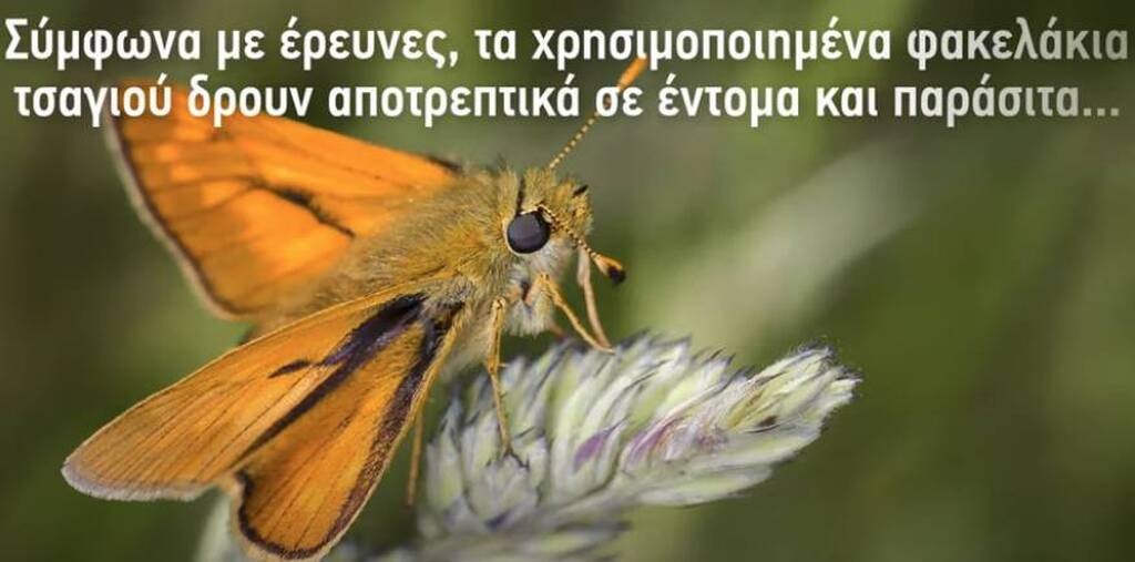Έθαψε φακελάκια τσαγιού στον κήπο - Δείτε τον απίστευτο λόγο (photos)