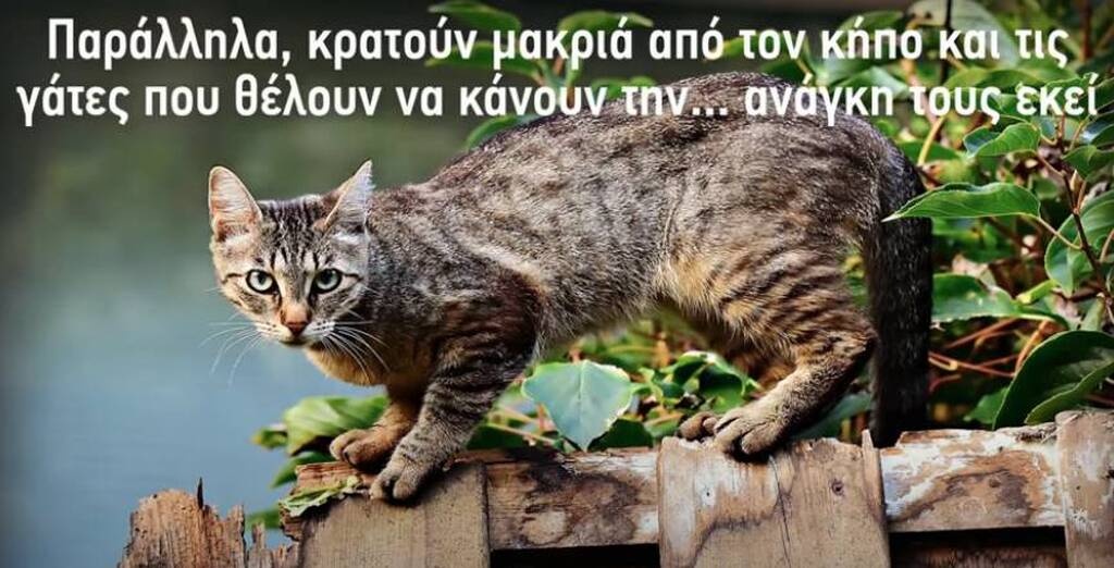 Έθαψε φακελάκια τσαγιού στον κήπο - Δείτε τον απίστευτο λόγο (photos)