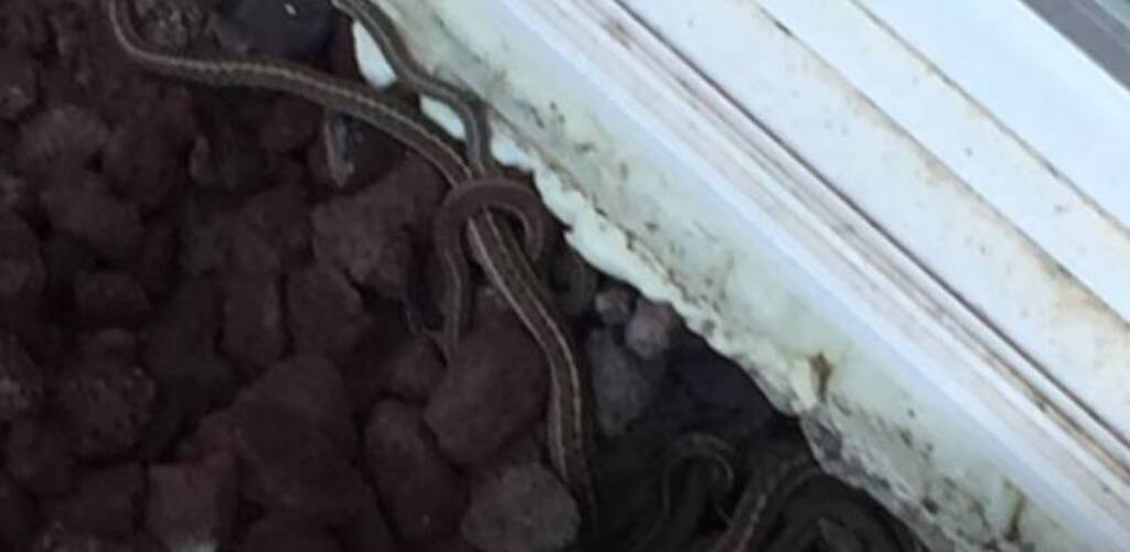 Πήραν καινούργιο σπίτι και δεν πίστευαν στα μάτια τους - Τι ζούσε... από κάτω τους (photos)