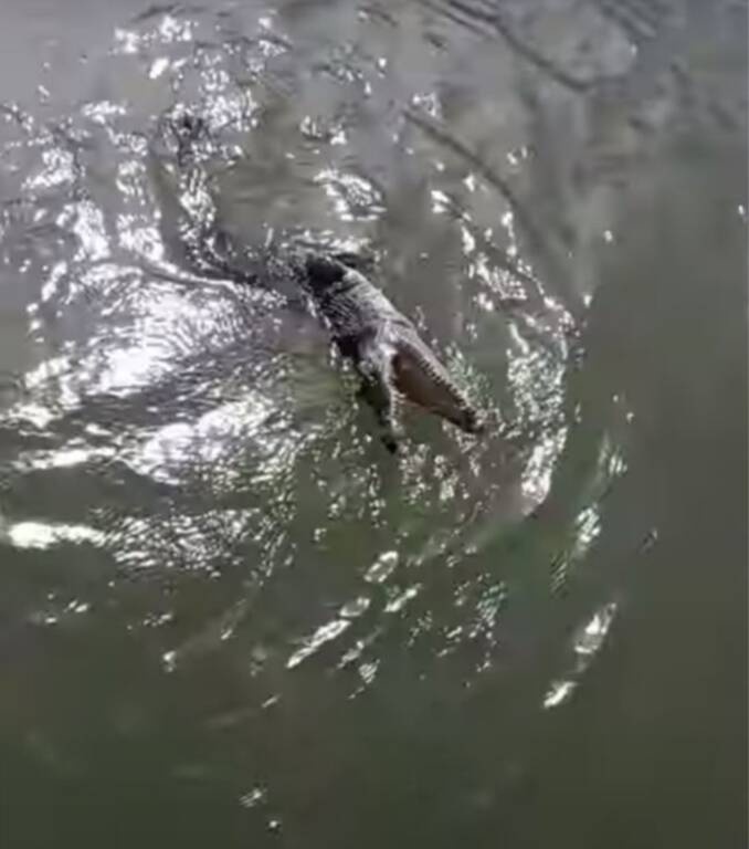 Ψαράς νόμιζε πως έκανε την ψαριά της ζωής του - Τρόμαξε μόλις έβγαλε ένα δίμετρο θηρίο (pics+vid)