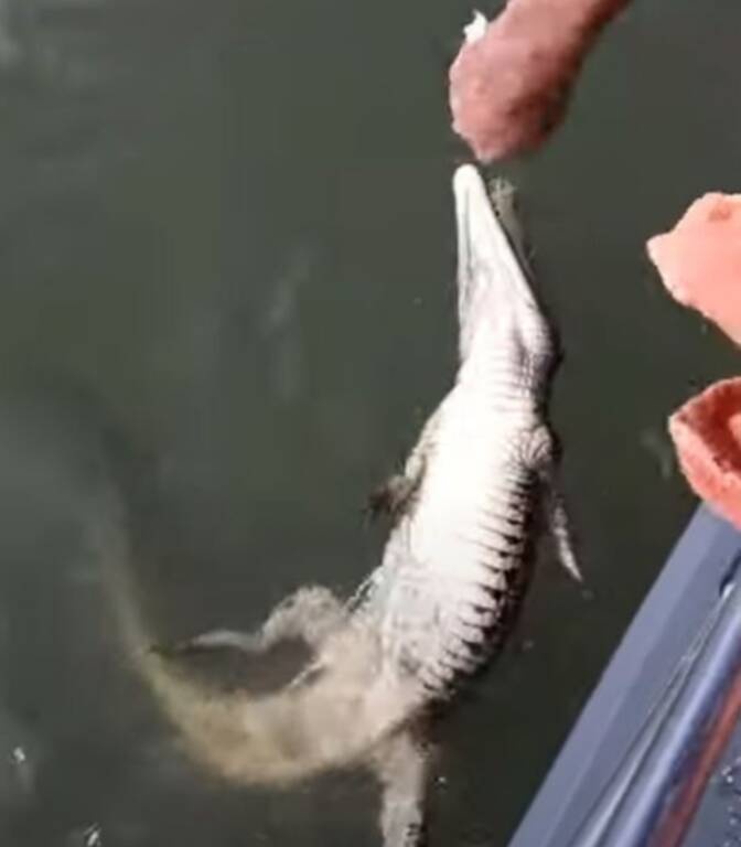 Ψαράς νόμιζε πως έκανε την ψαριά της ζωής του - Τρόμαξε μόλις έβγαλε ένα δίμετρο θηρίο (pics+vid)