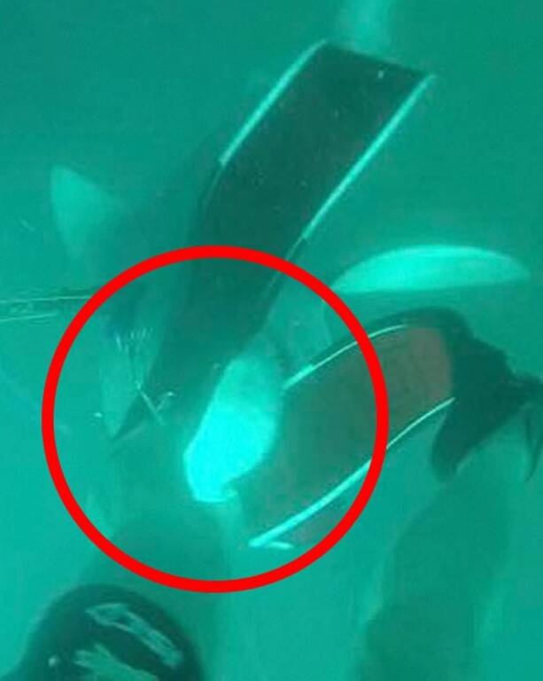 Πήγε για ψαροτούφεκο και έζησε τον απόλυτο τρόμο - Η ψύχραιμη αντίδραση του έσωσε τη ζωή